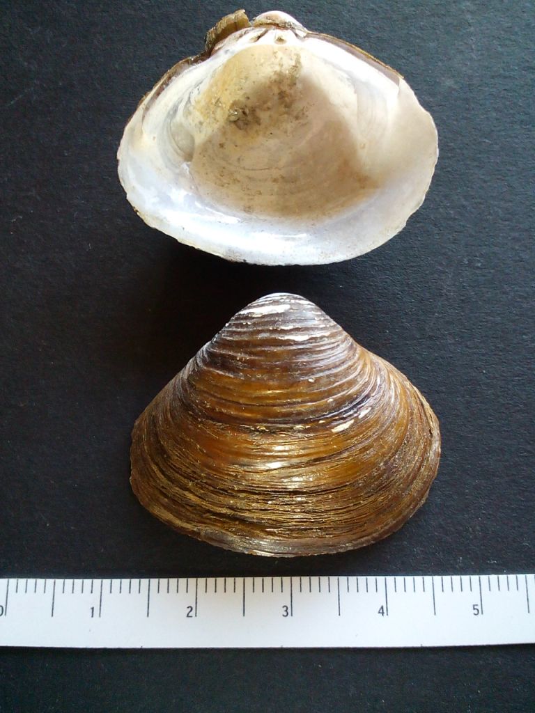 Corbicule